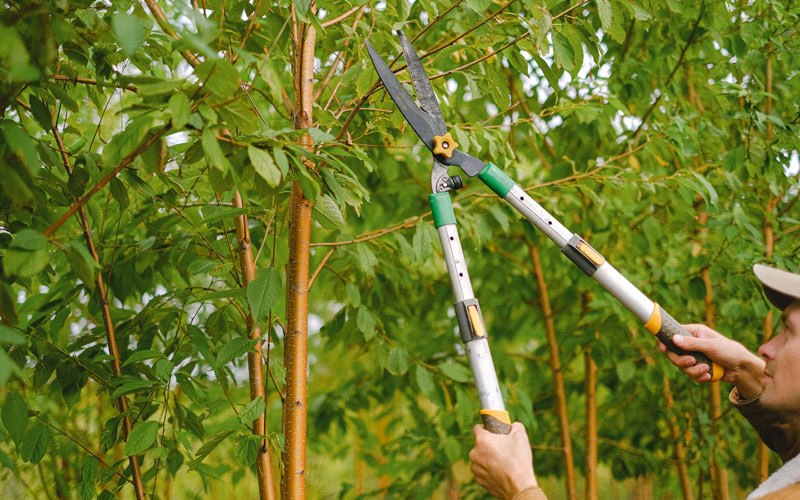 Tree trimming in Fort Valley, GA